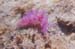 flabellina affinis