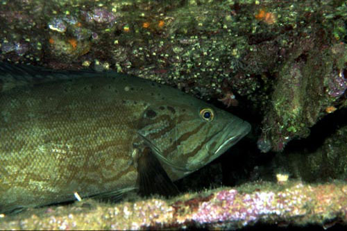 CERNIA1