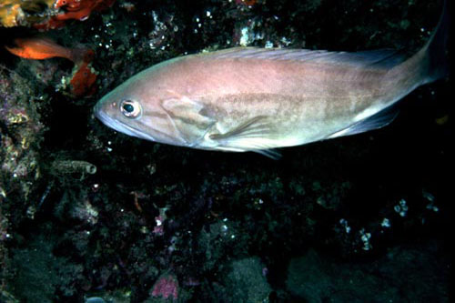 CERNIA11