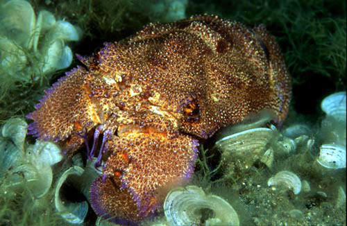 CICALA