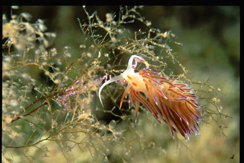 FLABELLINA