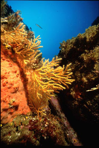 GORGONIA 1