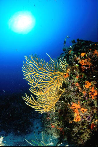 GORGONIA 3