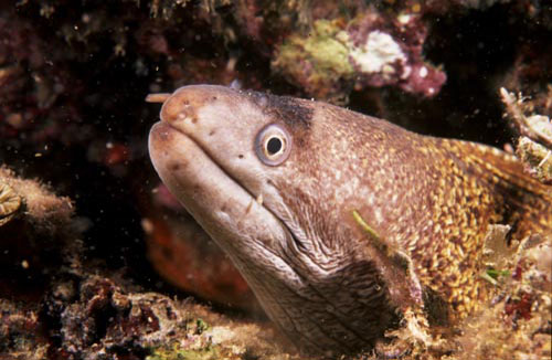 MURENA1