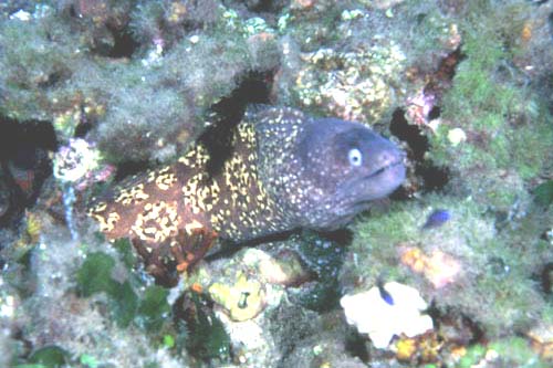 MURENA2