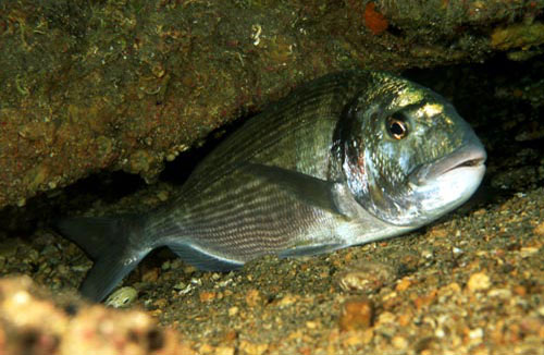 ORATA