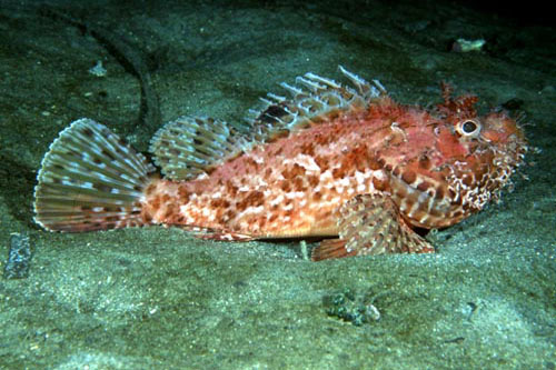 SCORFANO 2