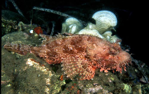 SCORFANO1