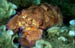 CICALA