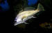CORVINA