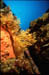 GORGONIA 1