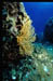 GORGONIA 2