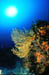 GORGONIA 3