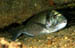 ORATA