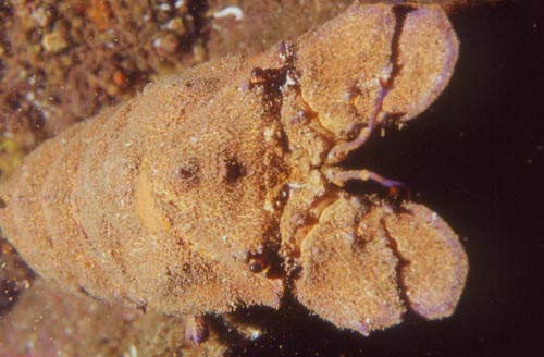cicala