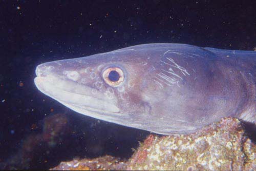 conger conger