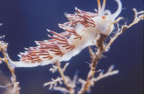 cratena peregrina