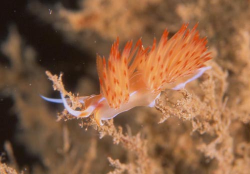 dondice banyulensis