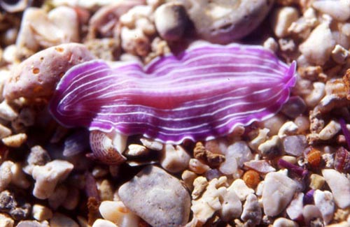 planaria rosa
