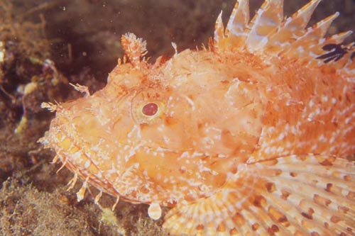 scorfano