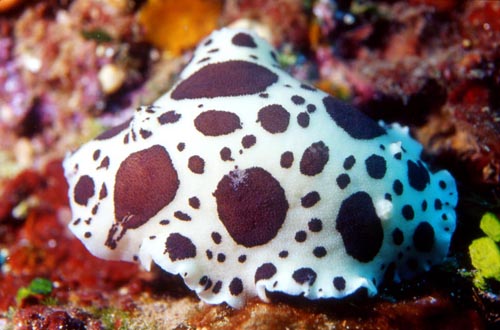 vacchetta di mare